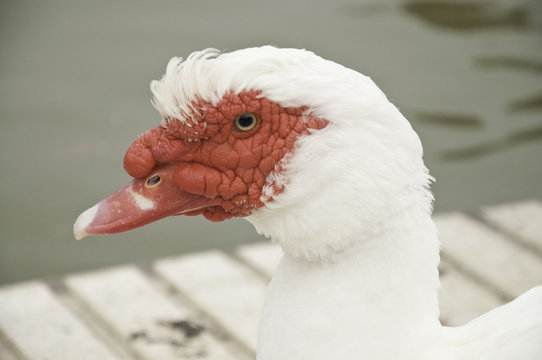 Retrato de ganso