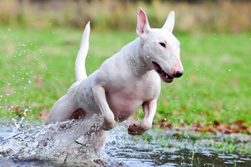 Bullterrier, Hund im Wasser, rennt