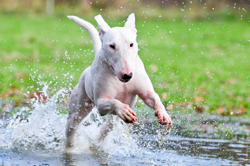 Bullterrier, Hund im Wasser, rennt