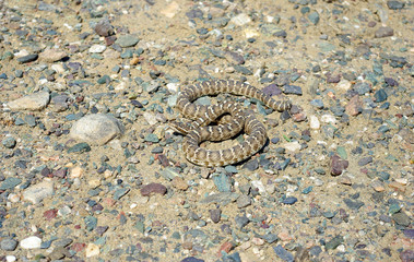 Halys pit viper