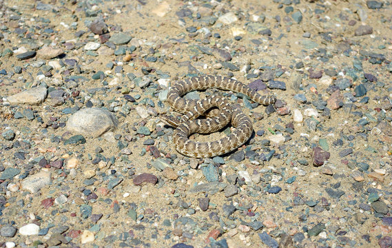 Halys pit viper