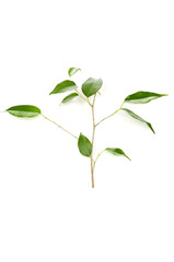 green twig on a white background