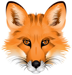 Fox head, realistic vector image