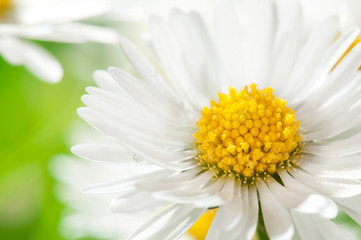Fototapeta premium Daisy