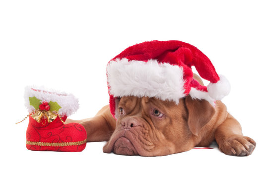 Santa Dog Tired Of Christmas Preparations