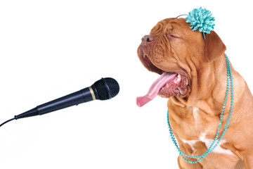 Singing Lady Dog Portrait