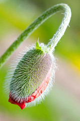 Close-up on red poppy bud