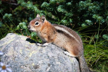 Naklejka na ściany i meble Golden-mantled ground squirrel