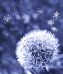 Dandelion seeds is transforming to snowflakes