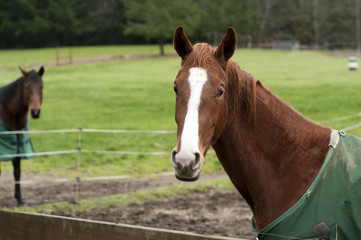 Obraz premium Two Horses behind wooden fence