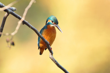 休憩中のカワセミ