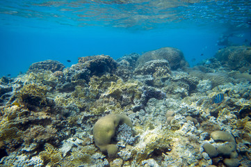 Coral reef in Egypt