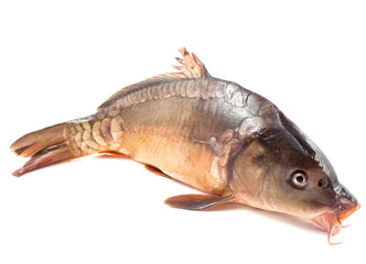 carp fish