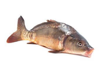carp fish