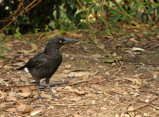 pied currawong