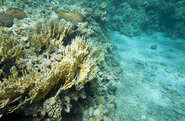 Coral reef in Egypt