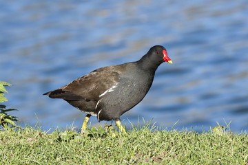 Gallinula chloropus