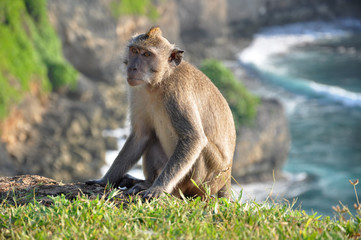 The monkey on a background of rocks