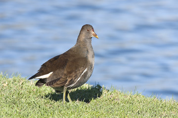 Gallinula chloropus (juvénile)