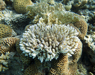 Coral reef in Egypt