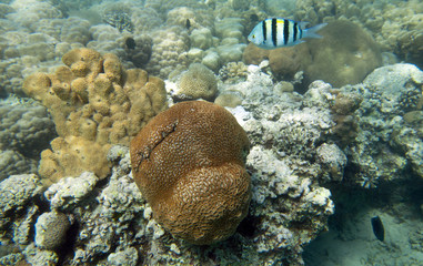 Coral reef in Egypt