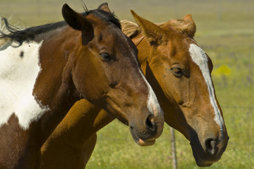 Naklejka premium Cavalli