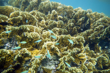 Coral reef in Egypt
