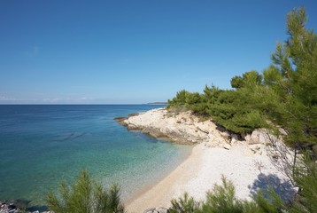 Sandy beach with pine trees