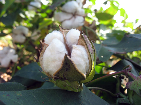 Cotton