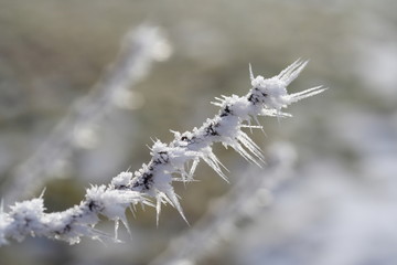 hoar frost