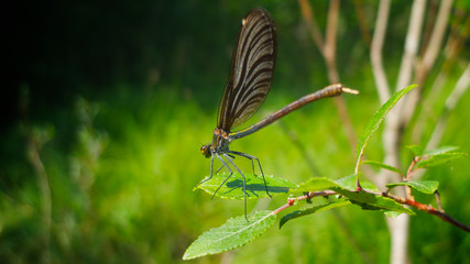 Brown damselfly