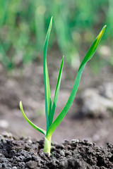 Young green plant in Earth