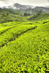 Tea Plantation, Malaysia