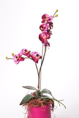 Artificial Orchid