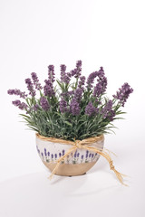 Lavender in flowerpot