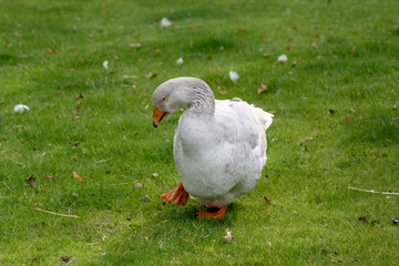 Gans watschelt rum