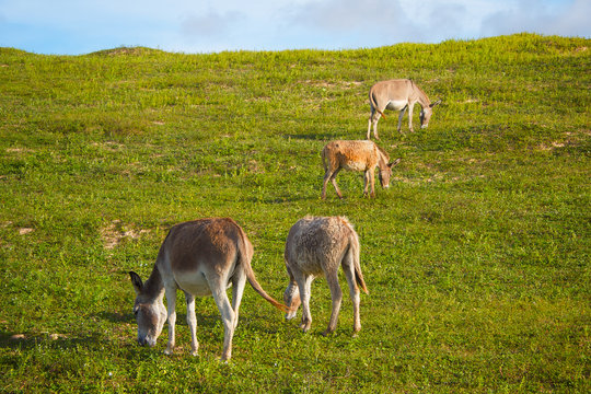 Donkeys feeding on green grass.