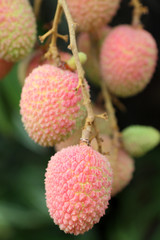 litchi, letchi, litchi sinensis