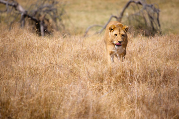 Plakat Lioness Stalking