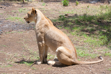 Löwe (Panthera leo)