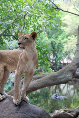 Löwe (Panthera leo)