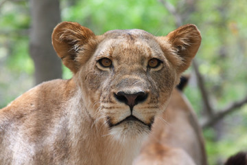 Löwe (Panthera leo)