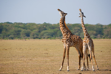 Giraffes
