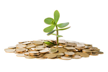 Money Tree (crassula) growing from a pile of coins.
