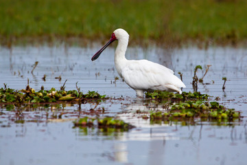 White Bird
