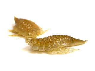 Saduria entomon