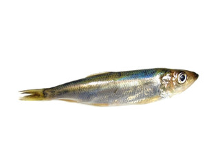 Herring