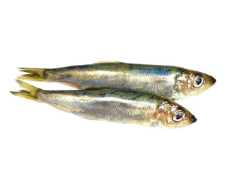 Herring
