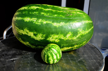 Zwei Melonen  - David und Goliath