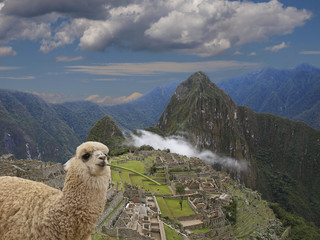 Machu Picchu - Lama